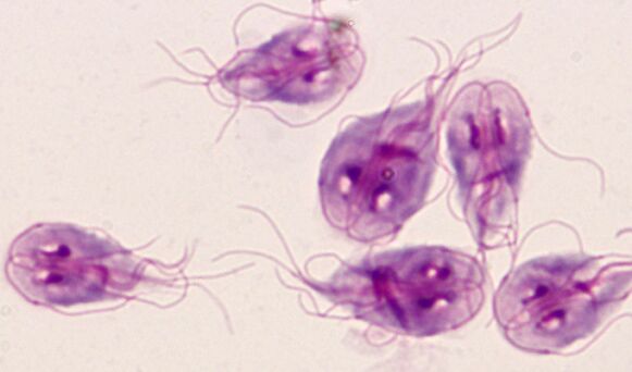 protozoo parasitoak Giardia giza gorputzean