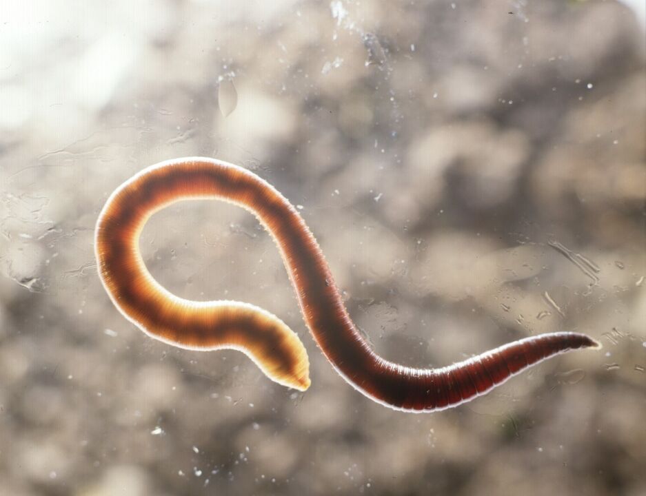 giza gorputzetik parasitoa