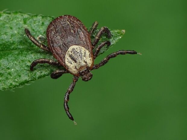 Akaina ektoparasitoa da, entzefalitisaren eramailea